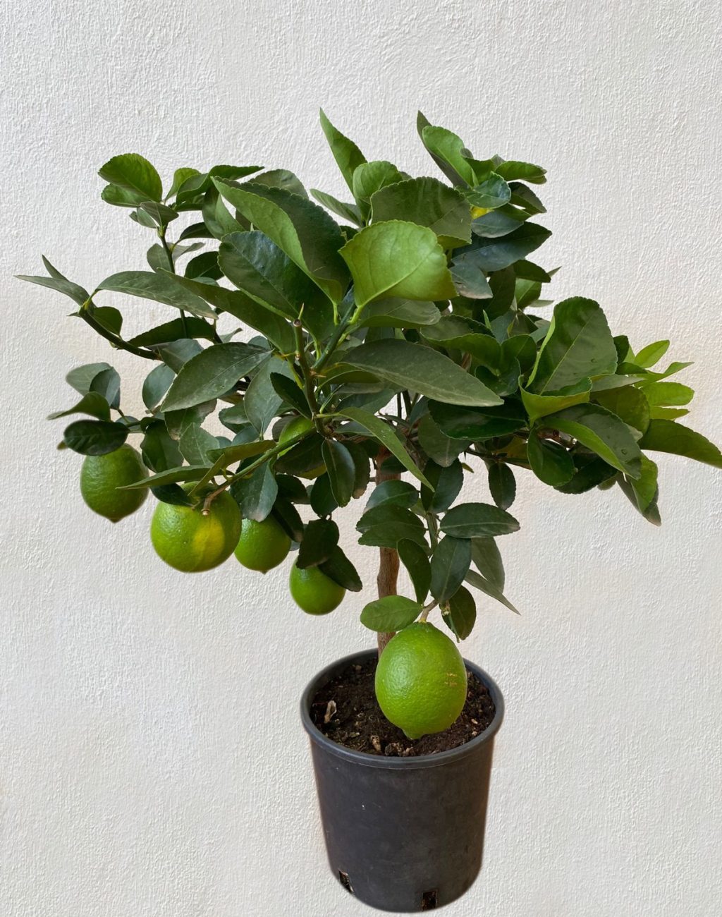 Lime con frutti